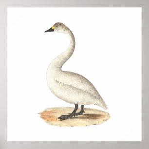 The American Swan	(Cygnus americanus) Poster