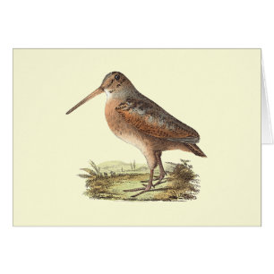 The American Woodcock (Rusticola minor)