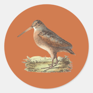 The American Woodcock	(Rusticola minor) Classic Round Sticker