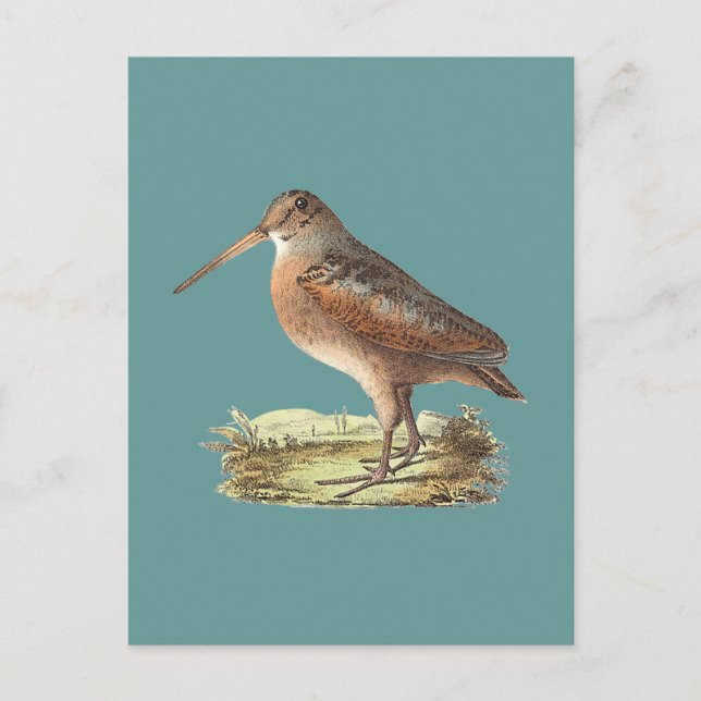 The American Woodcock (Rusticola minor) NY Bird Postcard (Front)