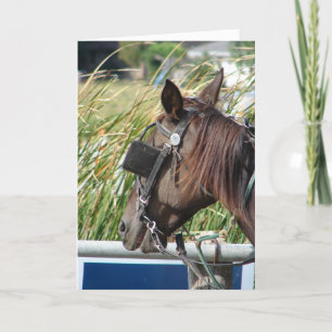 The Amish Horse Card