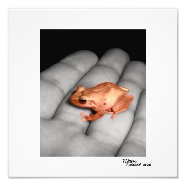 The Amphibian. Photo Print (Front)