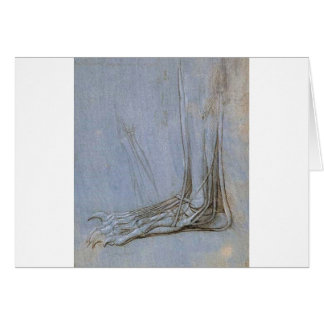 The anatomy of a bears foot