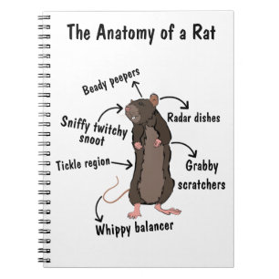 The Anatomy of a Rat Notebook