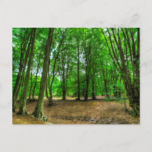 The Ancient Forest Postcard