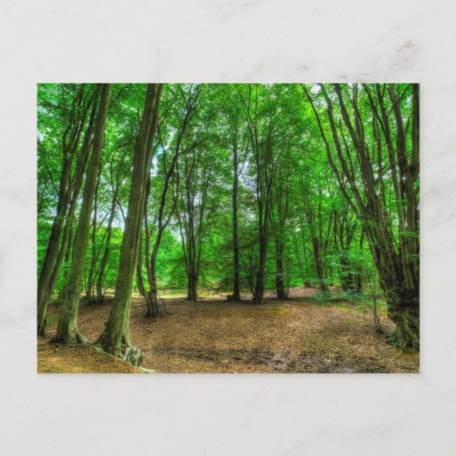 The Ancient Forest Postcard (Front)
