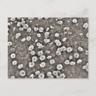 The Ancient of Daisies Postcard