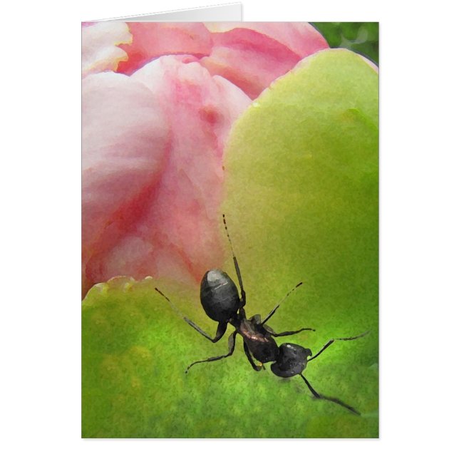 The Ant and the Peony (Front)