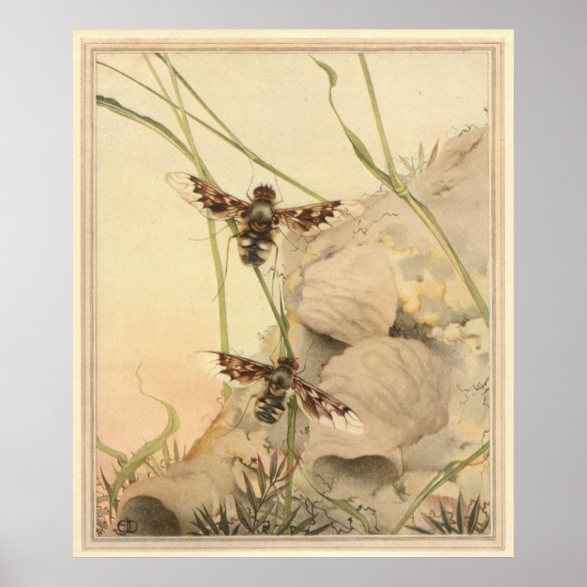 THE ANTHRAX FLY - Insect Book Illustration Poster (Front)