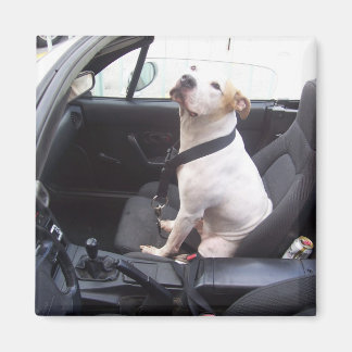 The Anti Michael Vick Magnet