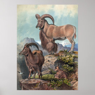 The Aoudad by Joseph Wolf Poster