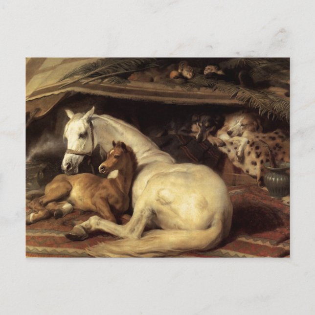 The Arab Tent  Edwin Landseer Postcard (Front)