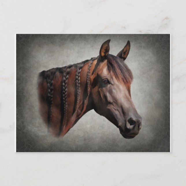 The Arabian Postcard (Front)