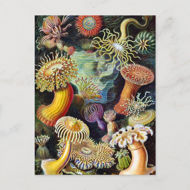 the Art of Nature by Ernst Haeckel Postcard (Front)