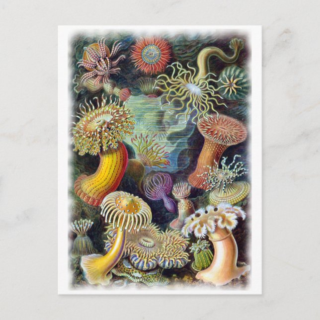 the Art of Nature by Ernst Haeckel Postcard (Front)