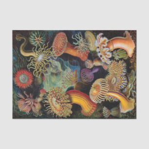 The Art of Nature by Ernst Haeckel Tissue Paper