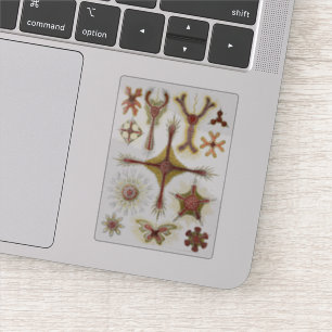 The Art of Nature Vintage Ernst Haeckel Discoidea