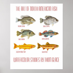 The Art of North American Fish Poster