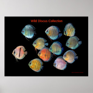 The Art of Wild Discus fish Poster