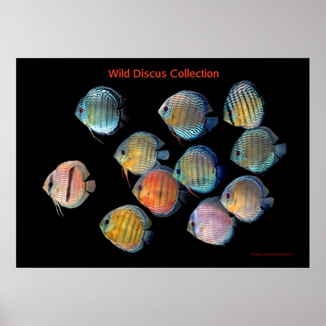 The Art of Wild Discusfish Poster (Front)