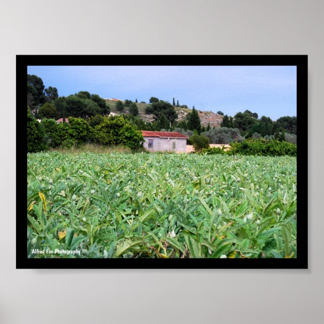 The Artichoke Field Poster (Front)