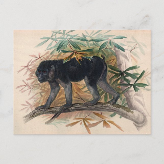 The Ashy-Black Ape by Joseph Wolf Postcard (Front)