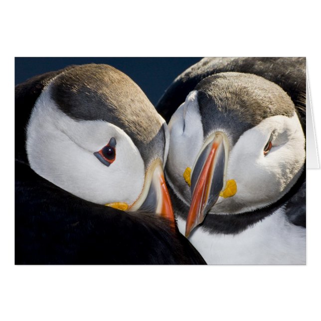 The Atlantic Puffin, a pelagic seabird (Front Horizontal)
