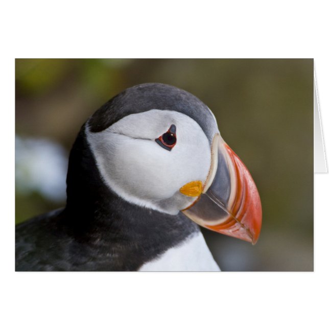 The Atlantic Puffin, a pelagic seabird (Front Horizontal)