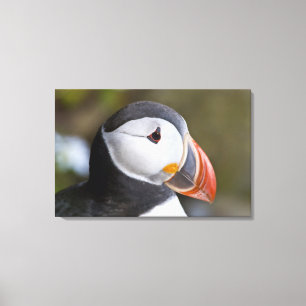 The Atlantic Puffin, a pelagic seabird Canvas Print