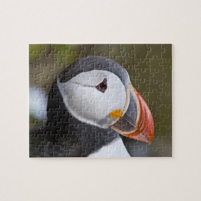 The Atlantic Puffin, a pelagic seabird Jigsaw Puzzle (Horizontal)