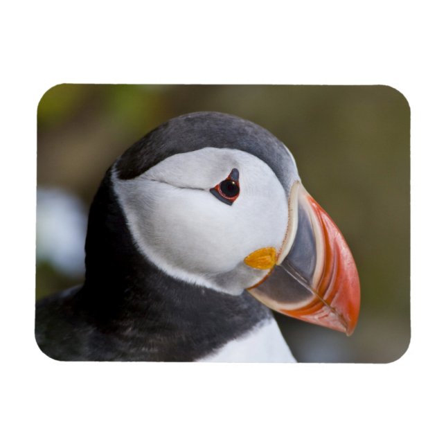 The Atlantic Puffin, a pelagic seabird Magnet (Horizontal)