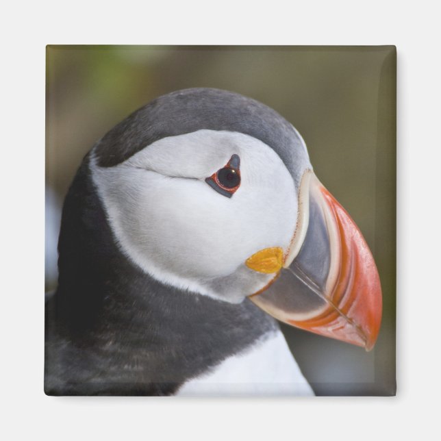 The Atlantic Puffin, a pelagic seabird Magnet (Front)
