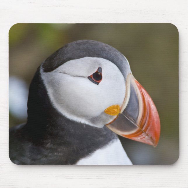The Atlantic Puffin, a pelagic seabird Mouse Mat (Front)