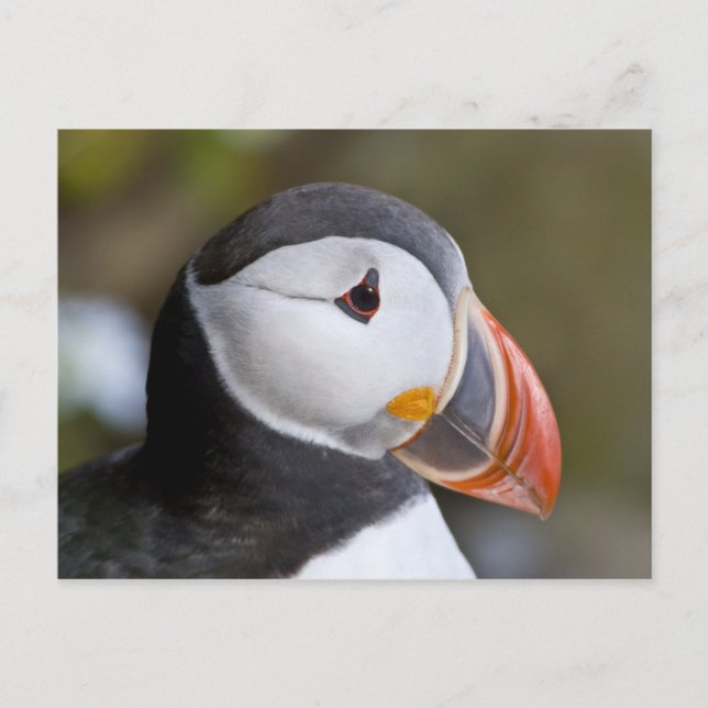 The Atlantic Puffin, a pelagic seabird Postcard (Front)