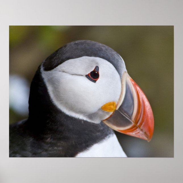 The Atlantic Puffin, a pelagic seabird Poster (Front)