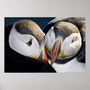 The Atlantic Puffin, a pelagic seabird, shown 3 Poster