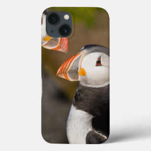 The Atlantic Puffin, a pelagic seabird, shown iPhone 13 Case
