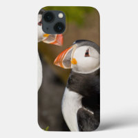 The Atlantic Puffin, a pelagic seabird, shown