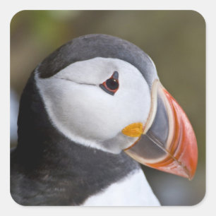 The Atlantic Puffin, a pelagic seabird Square Sticker