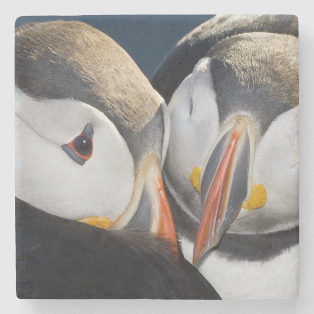 The Atlantic Puffin, a pelagic seabird Stone Coaster (Front)