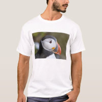 The Atlantic Puffin, a pelagic seabird