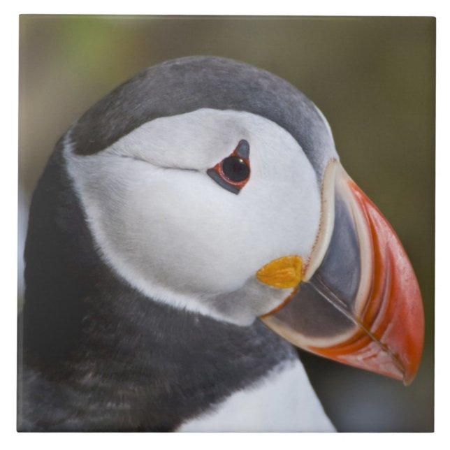 The Atlantic Puffin, a pelagic seabird Tile (Front)
