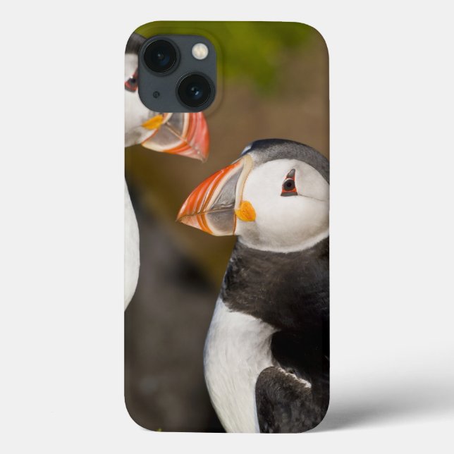 The Atlantic Puffin Case-Mate iPhone Case (Back)