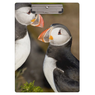 The Atlantic Puffin Clipboard