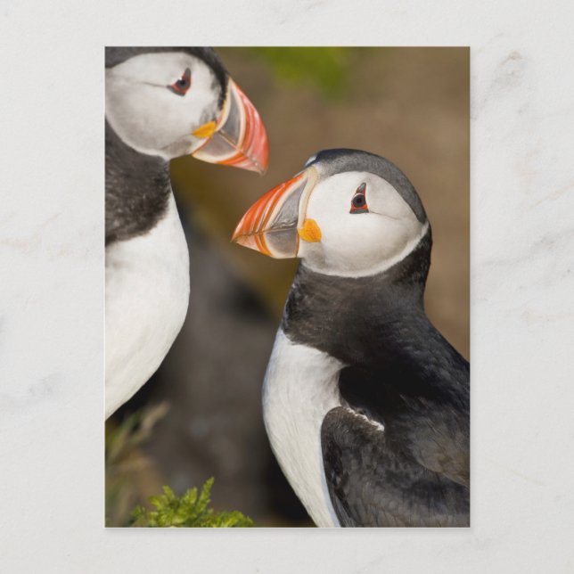 The Atlantic Puffin Postcard (Front)