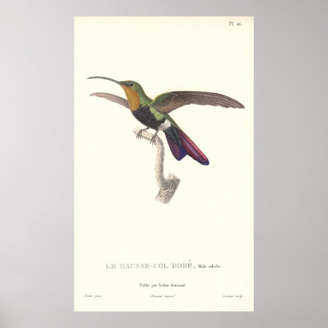 The Aurulent Hummingbird by Rene Primevere Lesson Poster (Front)