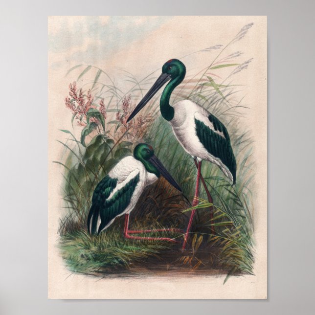 The Australian Mycteria by Joseph Wolf Poster (Front)