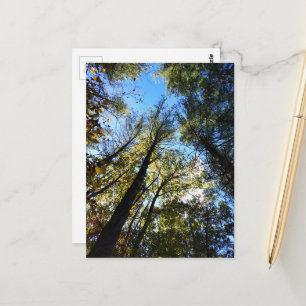 The Autumn Forest Postcard