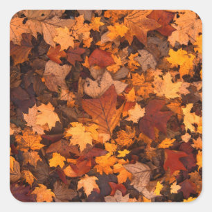 the autumn square sticker