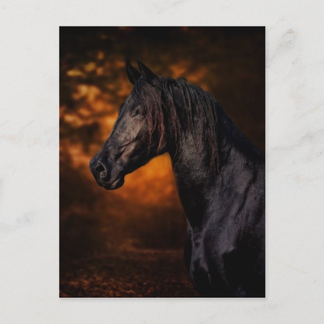 The Autumn Stallion Postcard (Front)